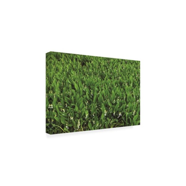 Kurt Shaffer Photographs 'Lily Of The Valley Green' Canvas Art,22x32